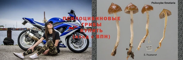 амф Богданович